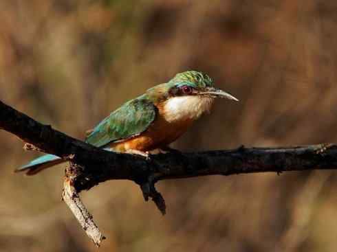 绝色攀禽:佛法僧目之蜂虎 绝色攀禽:佛法僧目之蜂虎