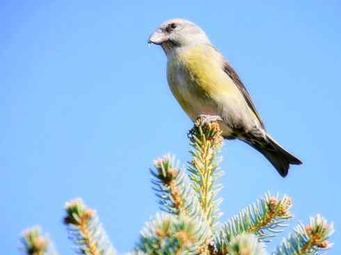 家禽驯化之源之二十六