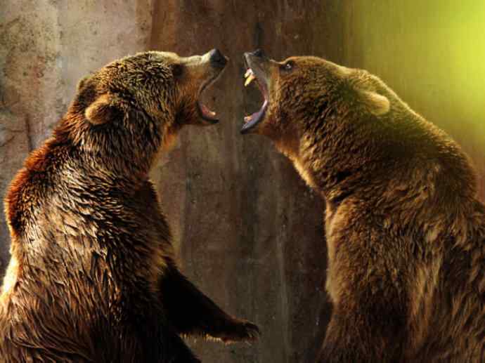 盘点十二大著名食蚁动物：懒熊