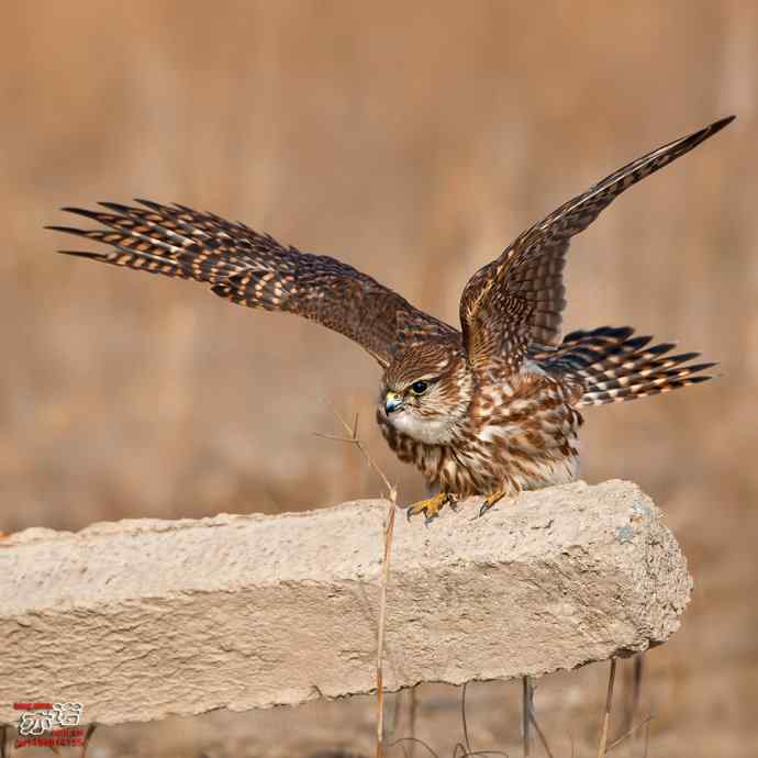 自我陶醉的灰背隼