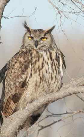 东北地区的留鸟