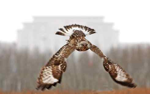 [组图]毛脚鵟飞翔的英姿