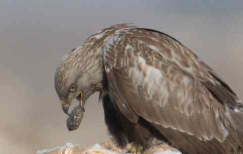 2008，鵟野之冬电视连续剧