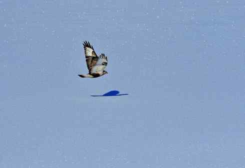 [组图]大庆毛脚鵟