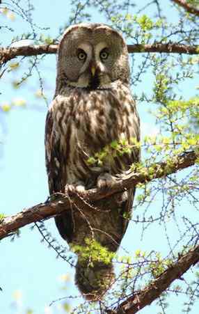 [组图]乌林枭宝宝长大了