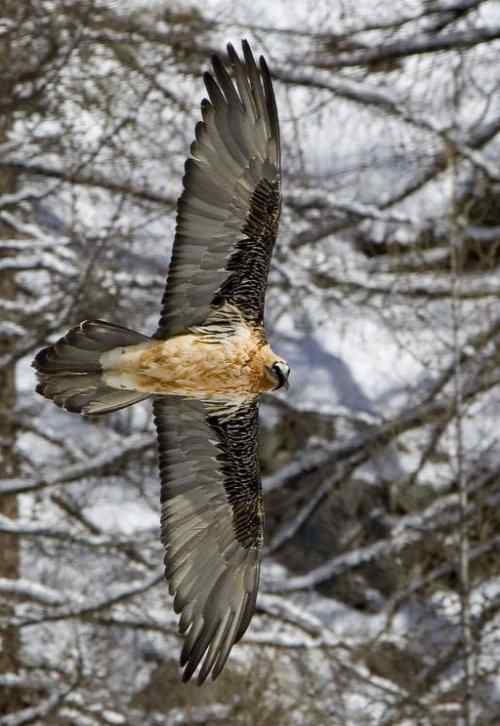 胡兀鹫: 长羽毛的鲨鱼