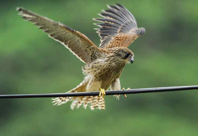 陕西秦岭黄爪隼