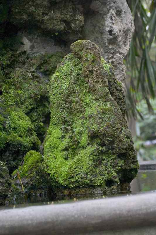文殊院鸟儿快乐饮水