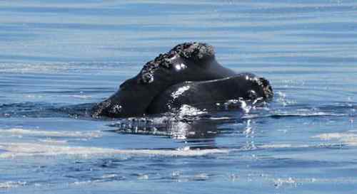 无畏的海鸥 与驼背鲸抢食