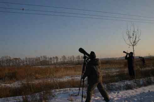 大庆猛鸮的生物链