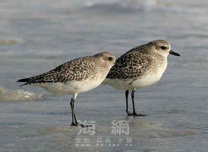 世界著名鸟类——水鸟