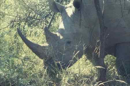 濒临绝种的动物资料大全