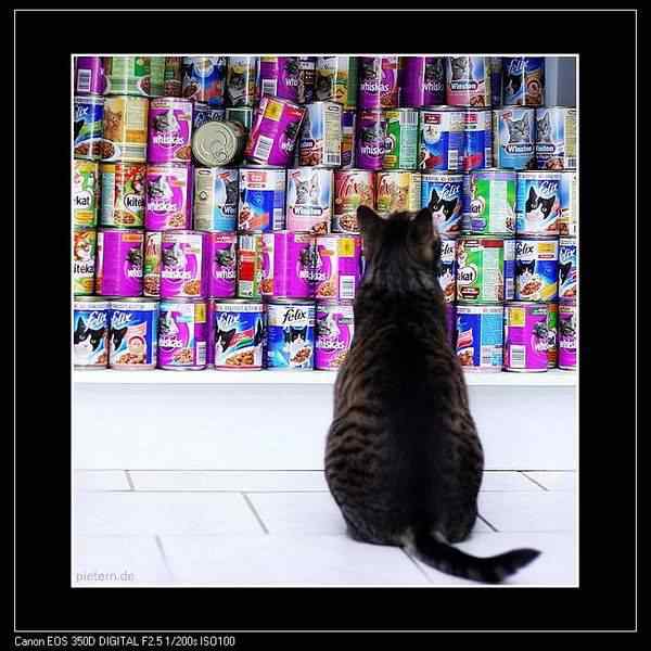 动物世界图片(下) 动物世界图片(下)