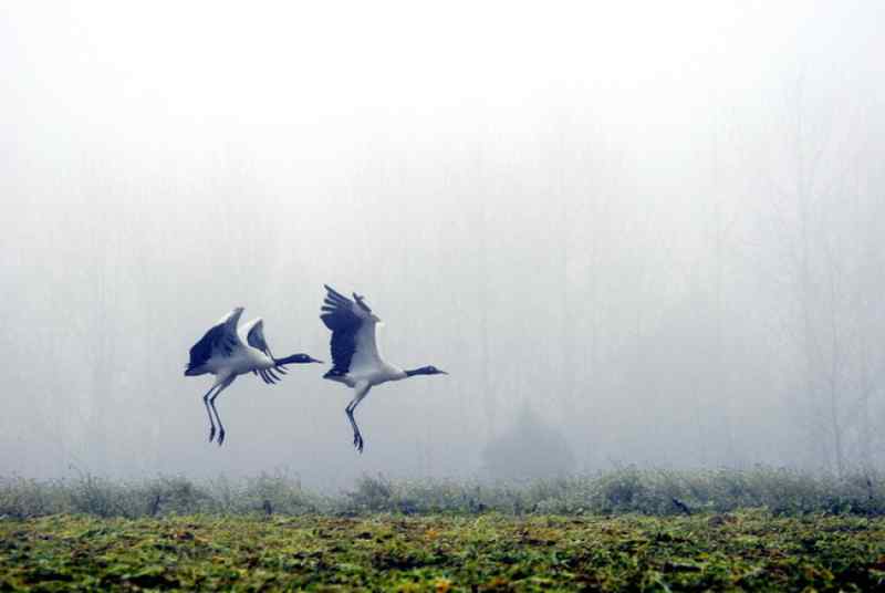 高原上的黑颈鹤