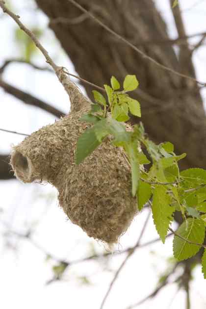 发现攀雀的情敌