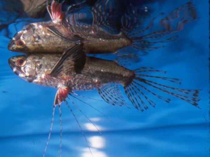 鱼类活化石：齿蝶鱼