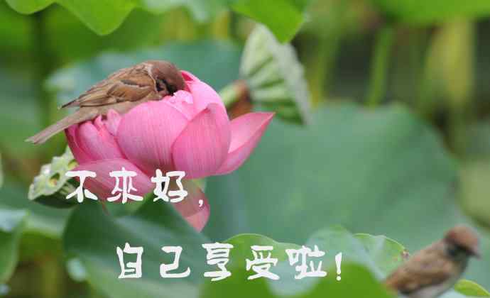 北京紫竹园公园的鸟类——雀儿的表情