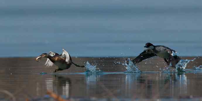 白秋沙鸭抢劫小