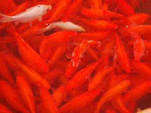 龙：传说的兽原型探秘（鲤鱼）