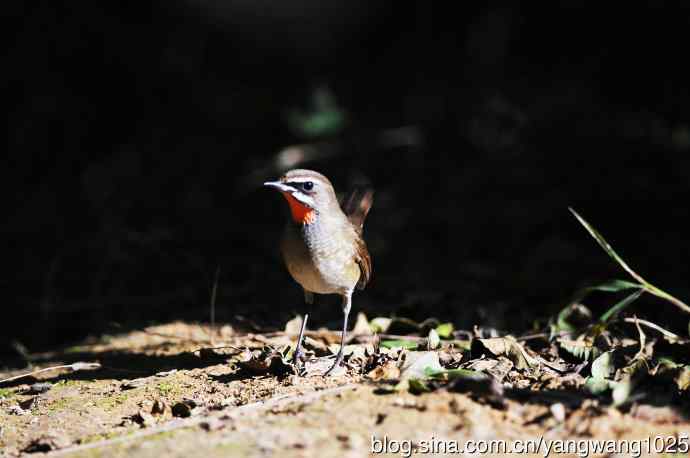 红喉歌鸲（13）