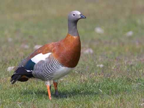 欣赏:美丽的草雁 欣赏:美丽的草雁