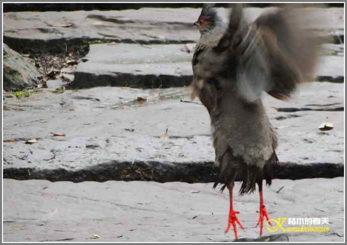 烟雨朦朦的瓦屋高原（瓦屋山系列二）【照片】