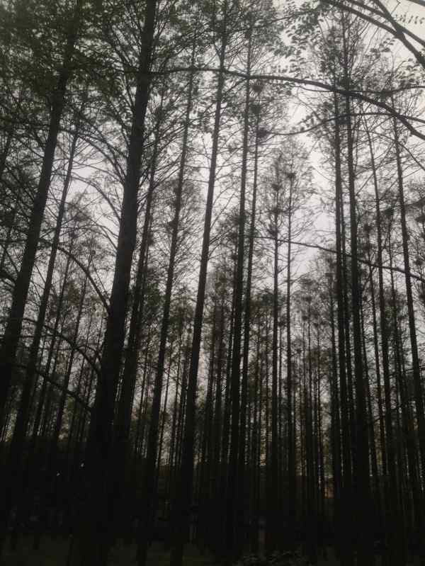 上海交通大学校园捣毁鸟窝事件真相