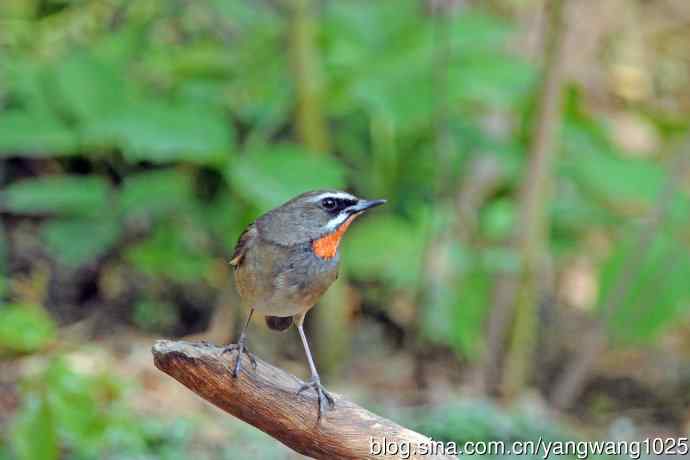 雄性红喉歌鸲（12）