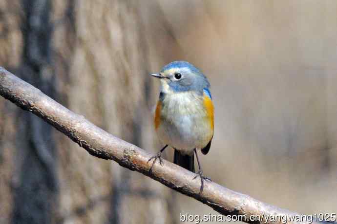 雄性红胁蓝尾鸲（22）