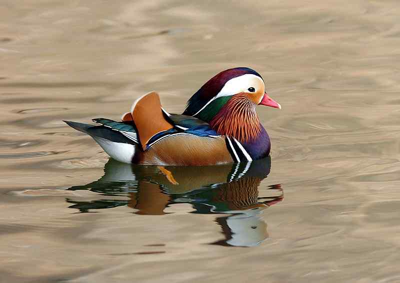 中国的珍稀鸟类 福建观鸟会在行动！