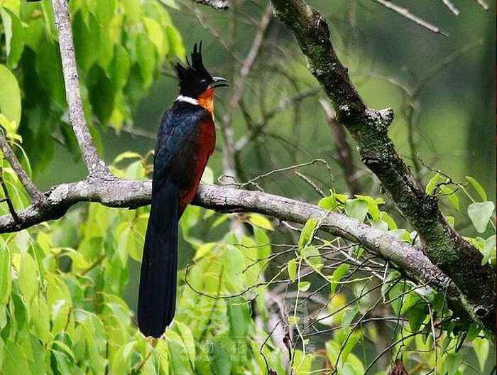 世界著名鸟类——部分猛禽