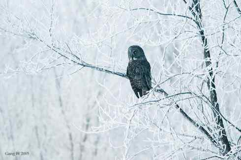 乌林鸮居住的环境 乌林鸮居住的环境