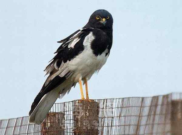 世界著名鸟类——部分猛禽