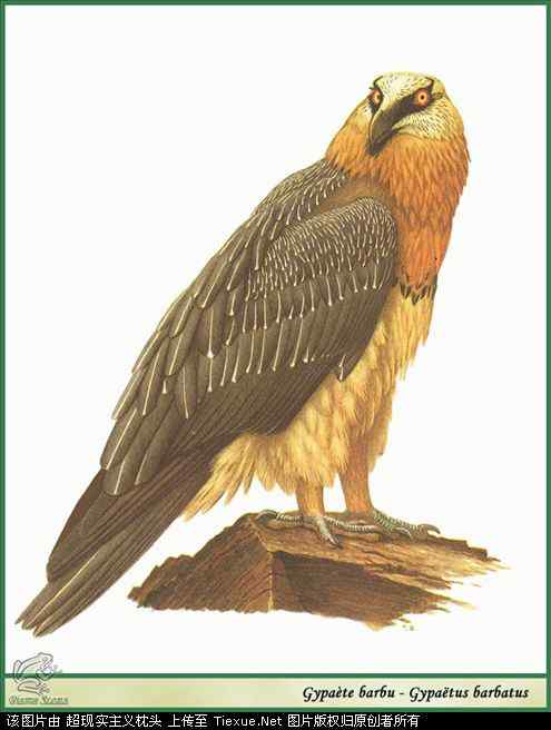 手绘画第5辑——猛禽和啄木鸟