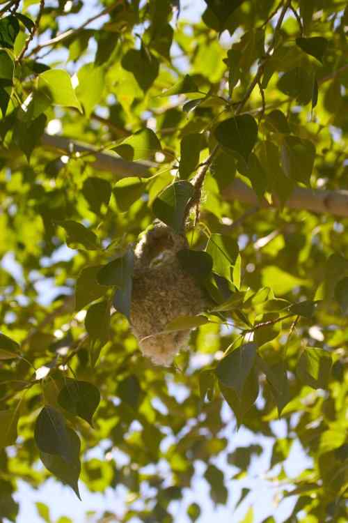 攀雀的鸭梨悬吊巢