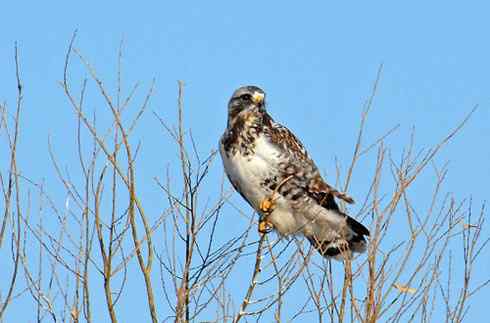 鵟的百变羽色——深灰型