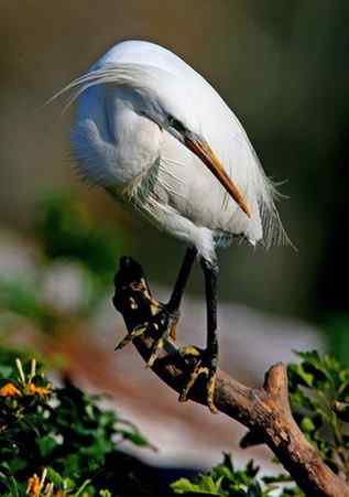 黄嘴白鹭东亚珍稀水禽