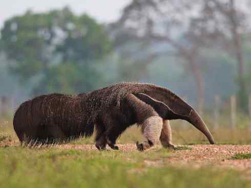 盘点十二大著名食蚁动物：食蚁兽