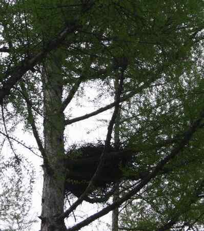 图说乌林枭的栖息环境