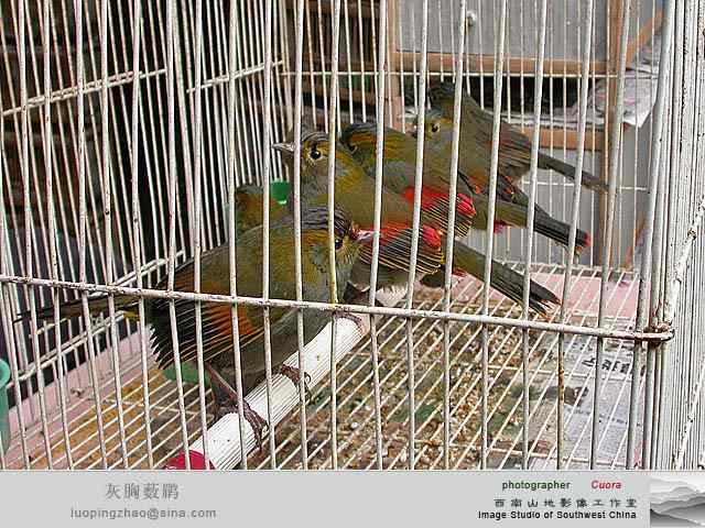 文殊院的灰胸薮鹛