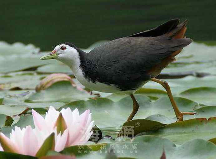 世界著名鸟类——鹤形目