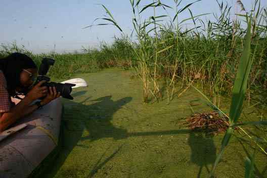 水上为家——鸊鷉的浮巢