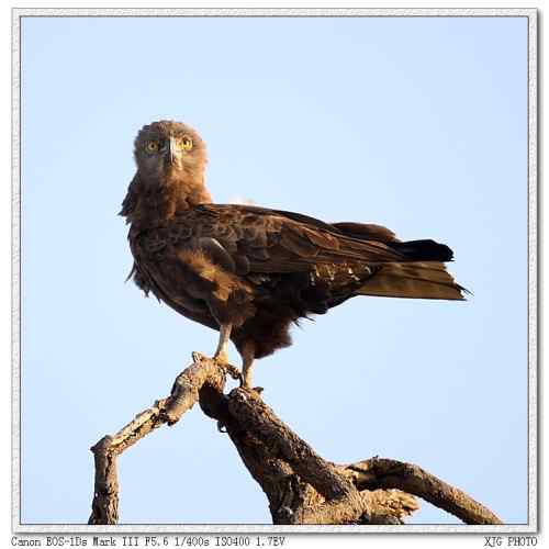 吃蛇的猛禽蛇雕——短趾雕