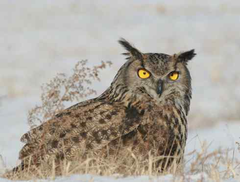 最大的猫头鹰——雕枭