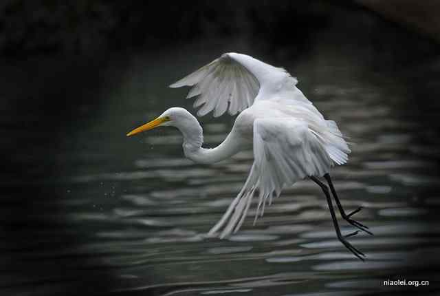 绝美的鸟类舞蹈