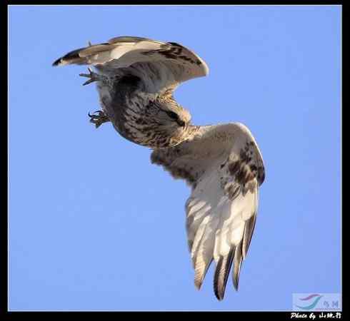 鵟的百变羽色——浅棕型