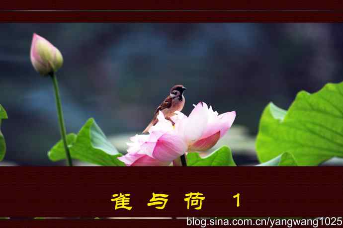 北京紫竹院公园的鸟类——雀与荷 1