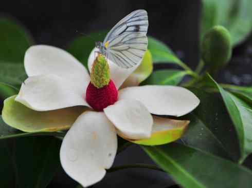 鱼类活化石：非洲肺鱼