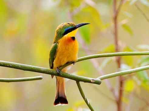 绝色攀禽：佛法僧目之蜂虎3