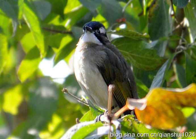 白头鹎的快乐生活(玉渊潭)